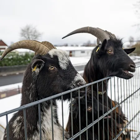 Berghof 3* 彼得堡